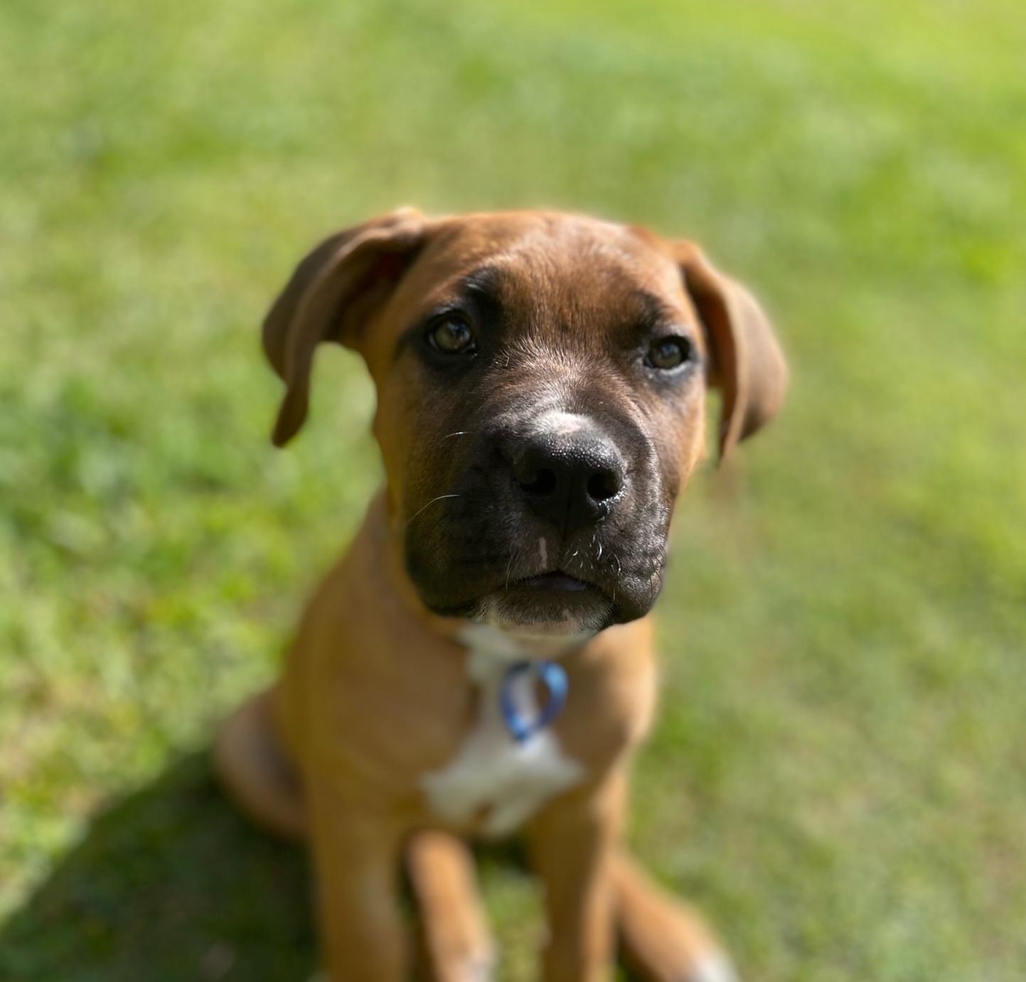 Hibiscus Lucky Paws Dog Rescue Inc