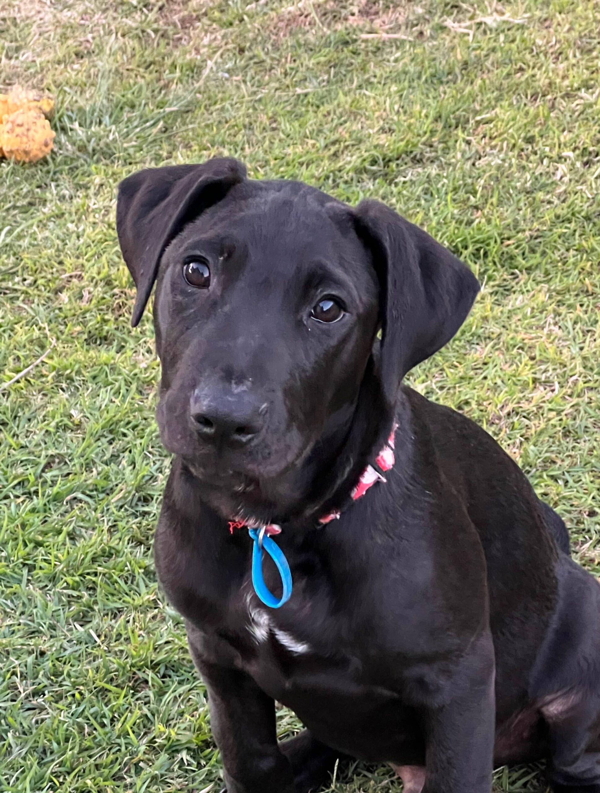 Nike Lucky Paws Dog Rescue Inc