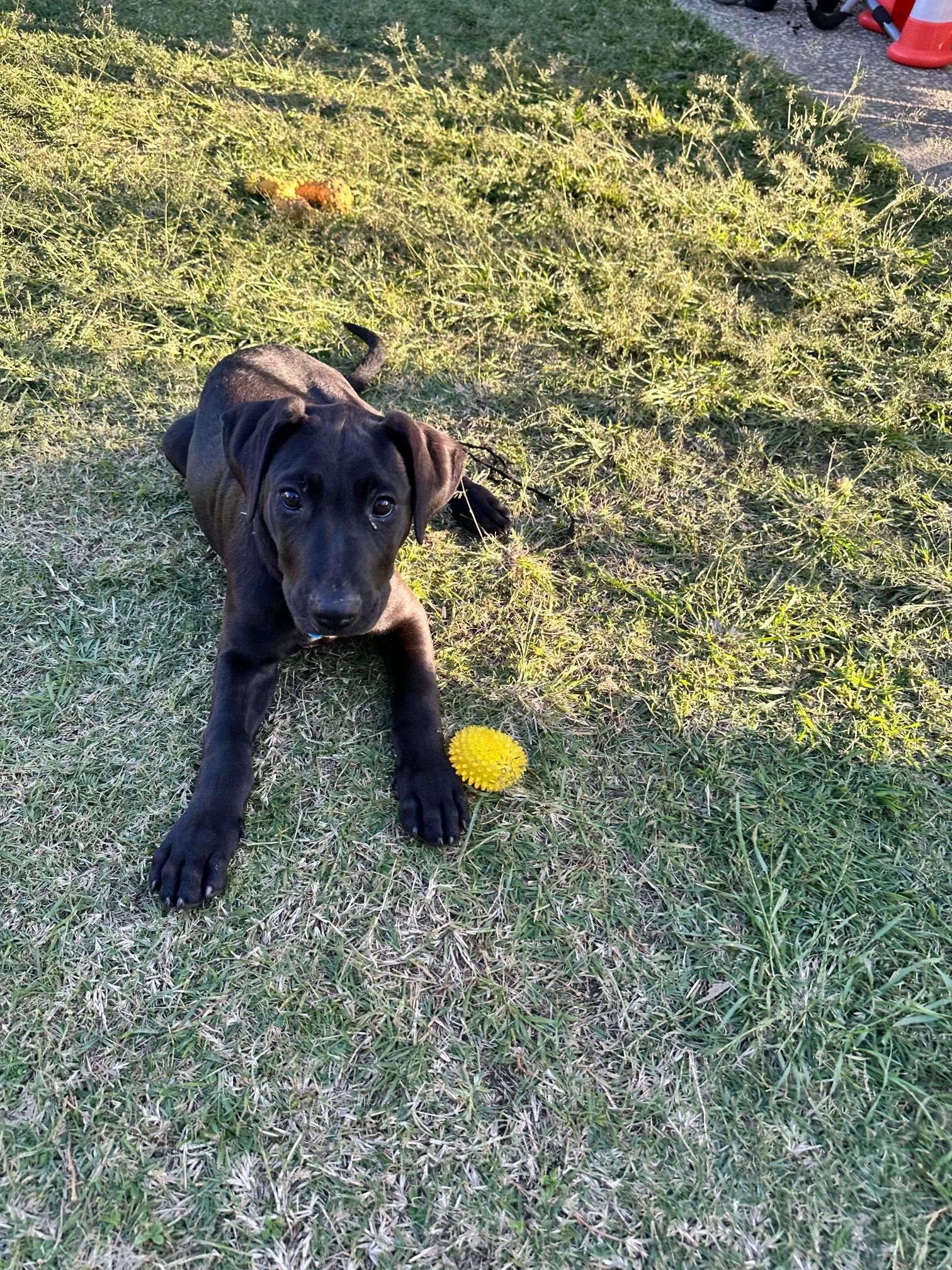 Nike Lucky Paws Dog Rescue Inc