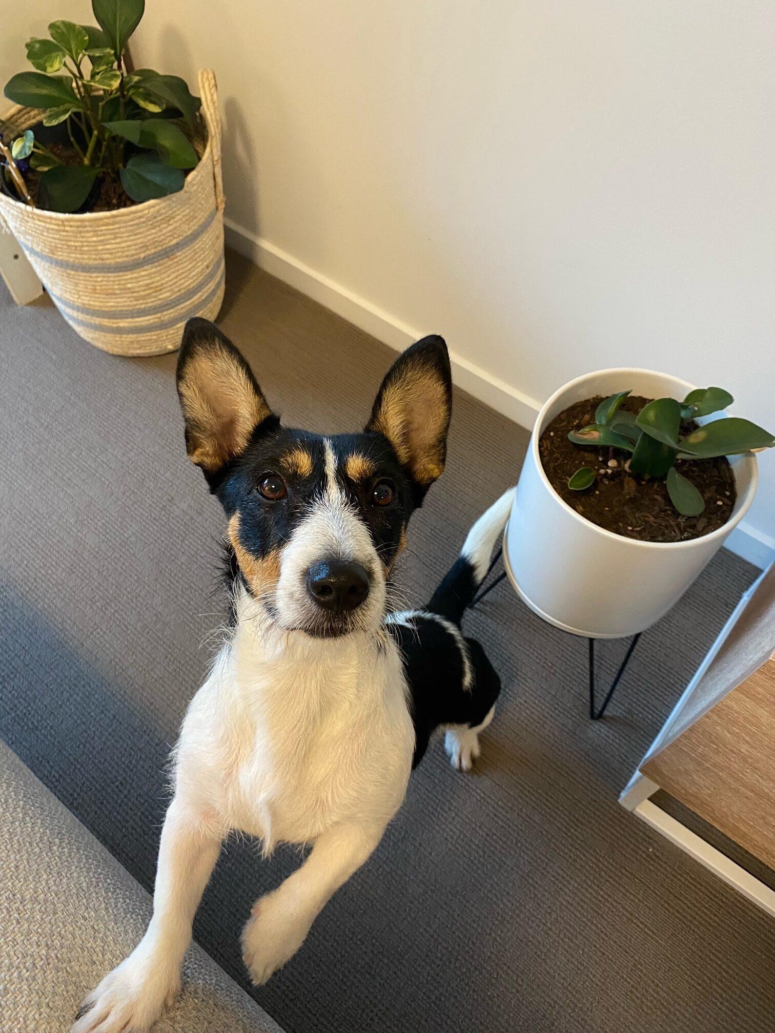 Adelaide Lucky Paws Dog Rescue Inc