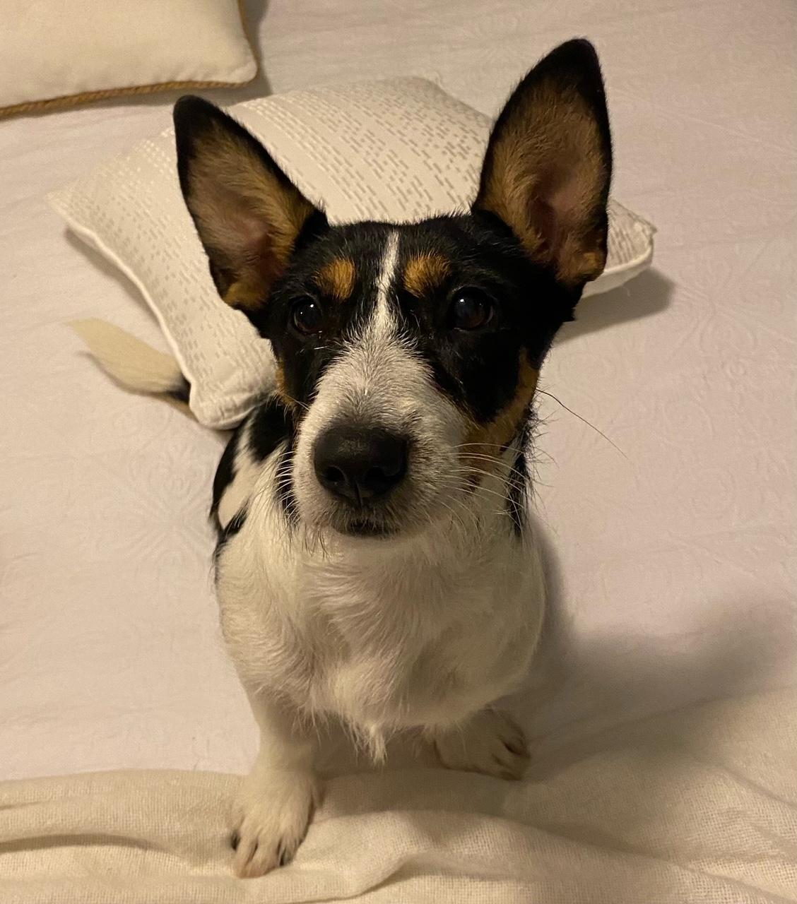 Adelaide Lucky Paws Dog Rescue Inc