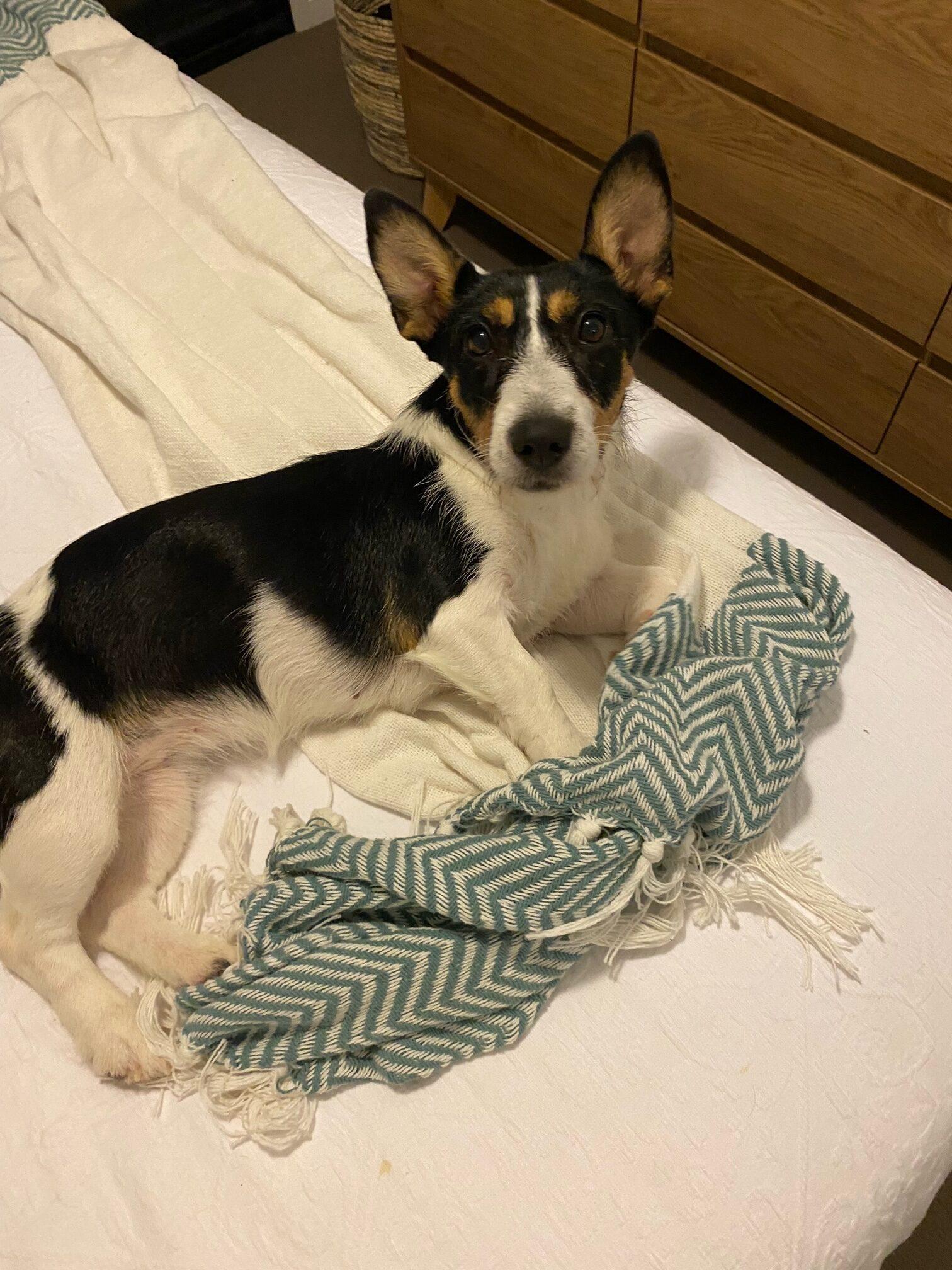 Adelaide Lucky Paws Dog Rescue Inc