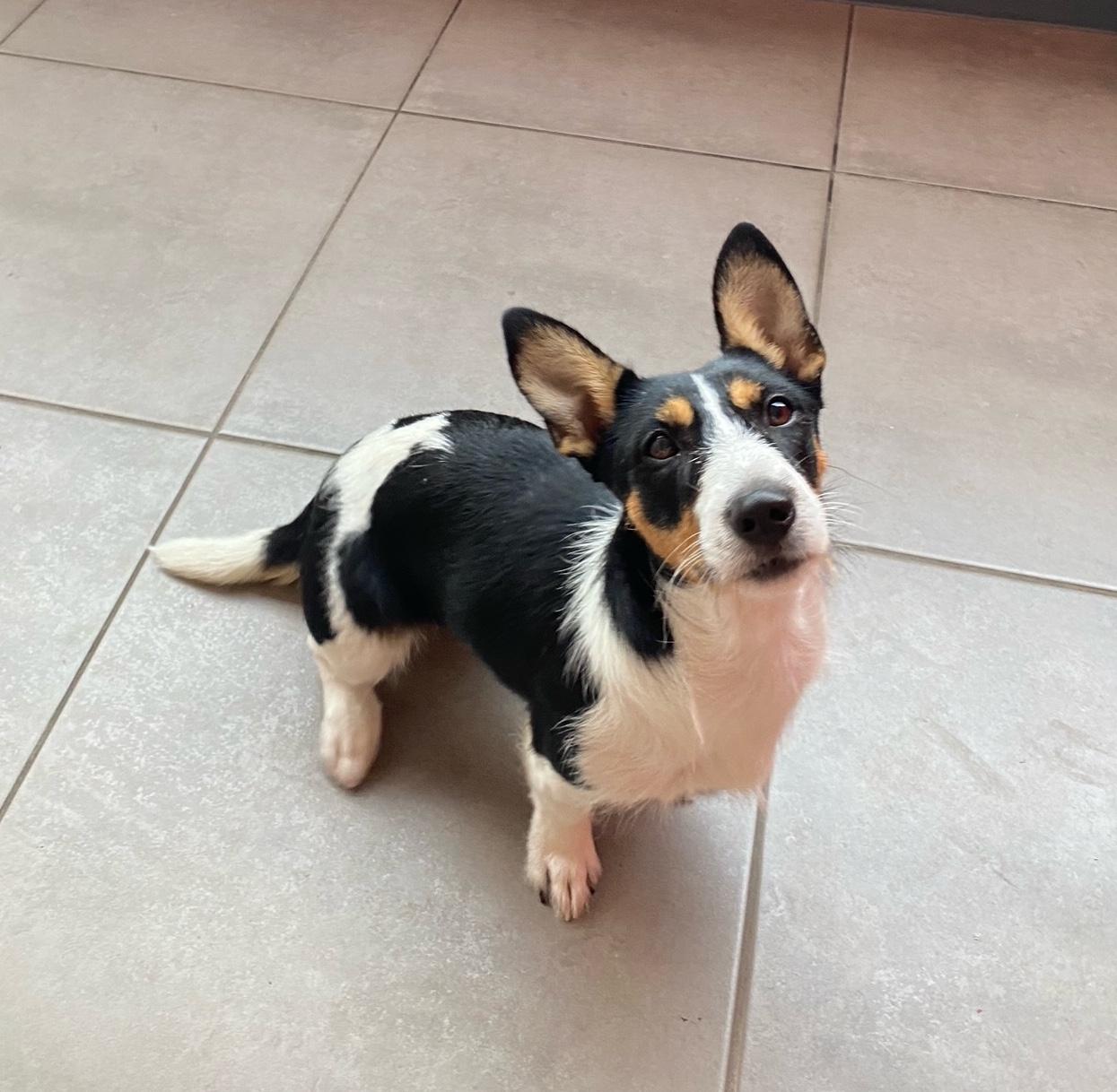 Adelaide Lucky Paws Dog Rescue Inc