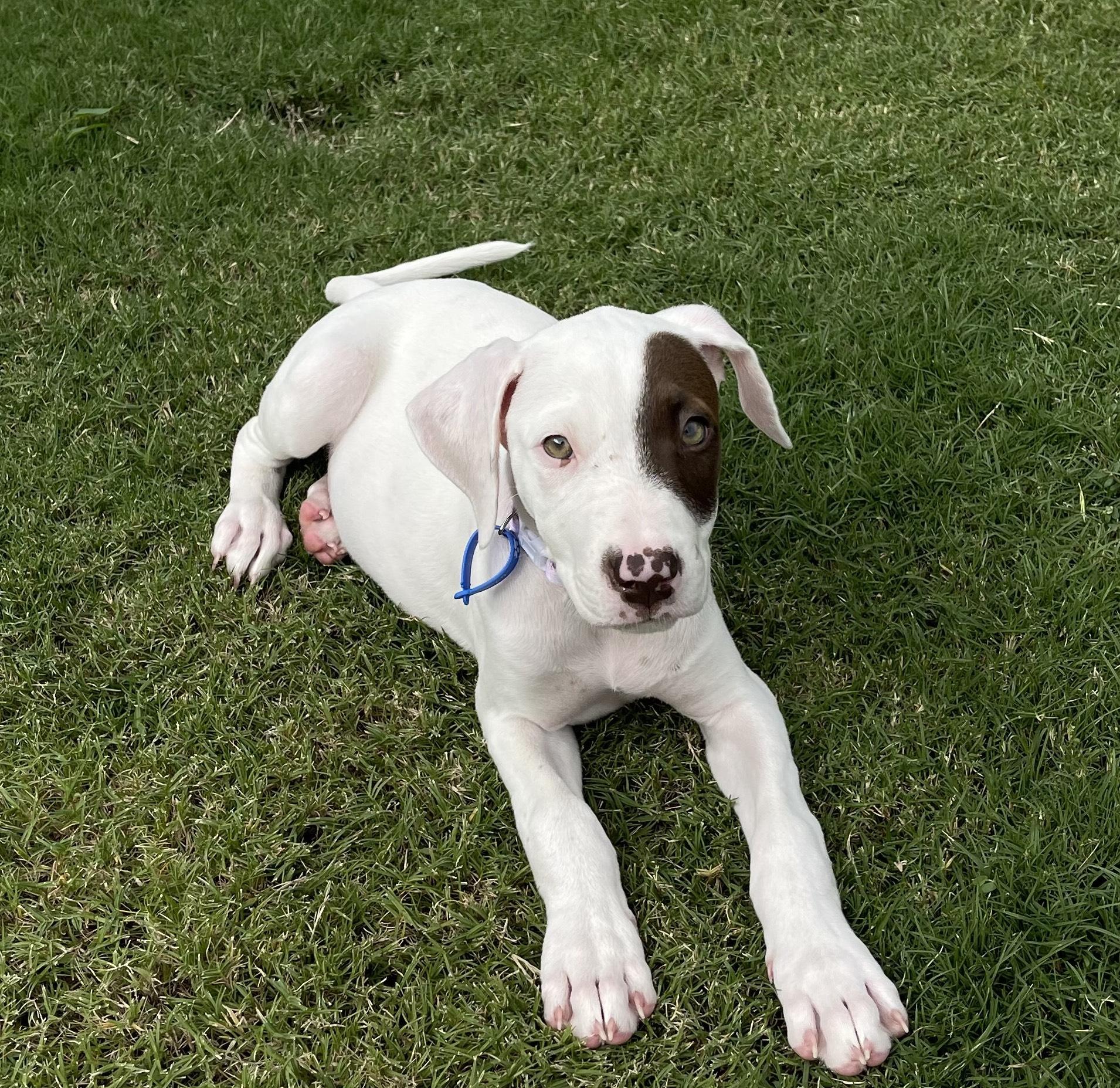 Gem Lucky Paws Dog Rescue Inc