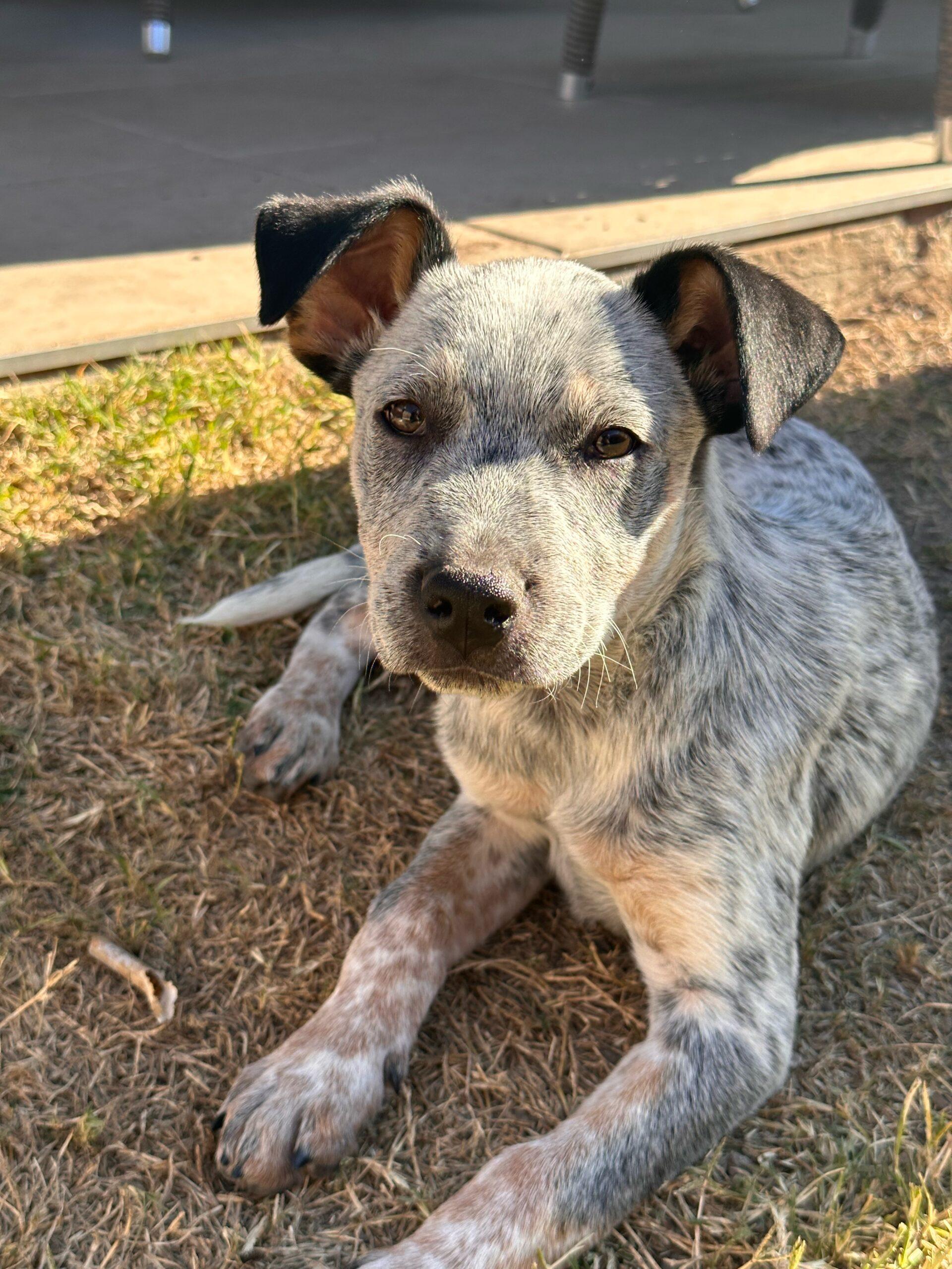 Amelia Lucky Paws Dog Rescue Inc