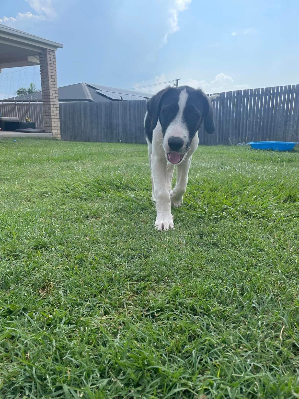 Zeke Lucky Paws Dog Rescue Inc