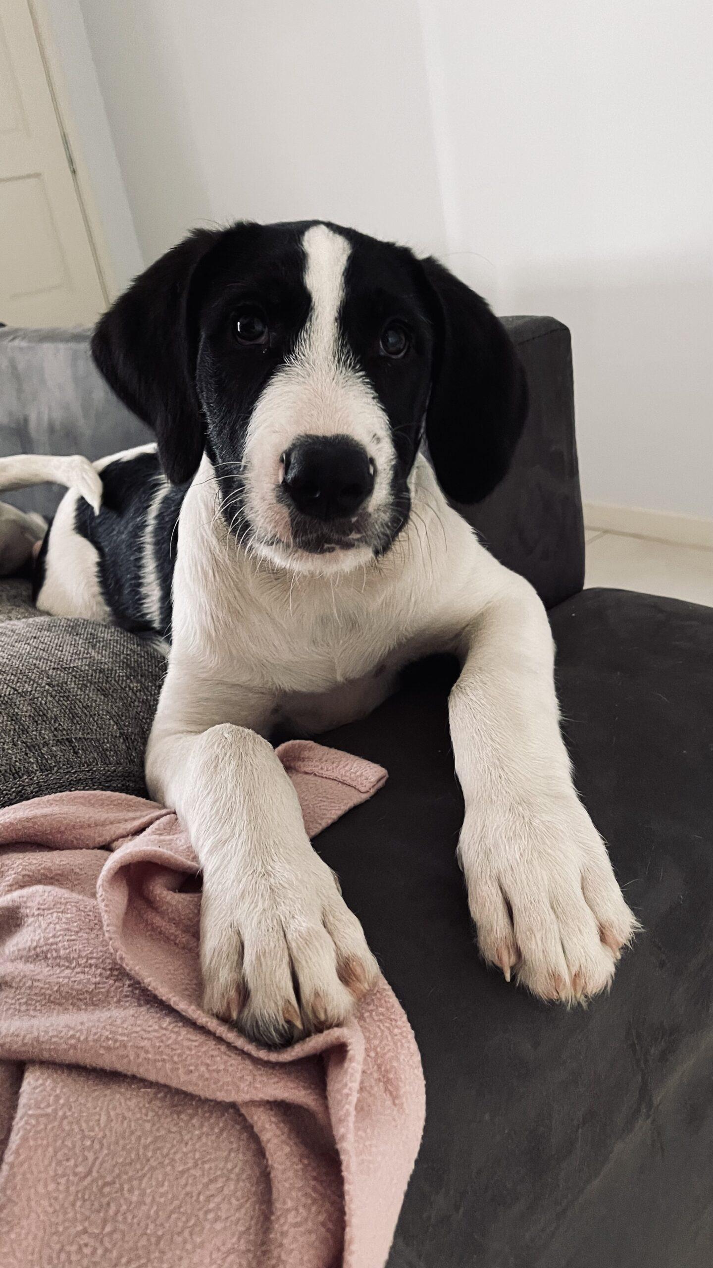 Zeke Lucky Paws Dog Rescue Inc