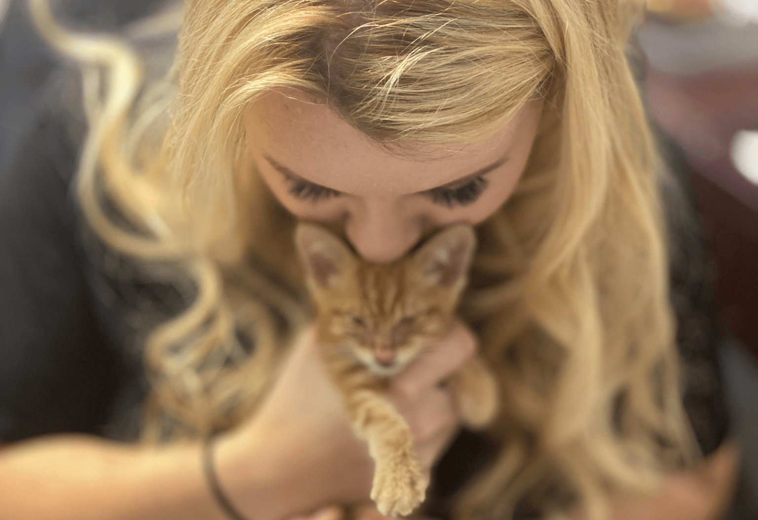 Lucky Paws Cat Resort, Adoptions, Rescue