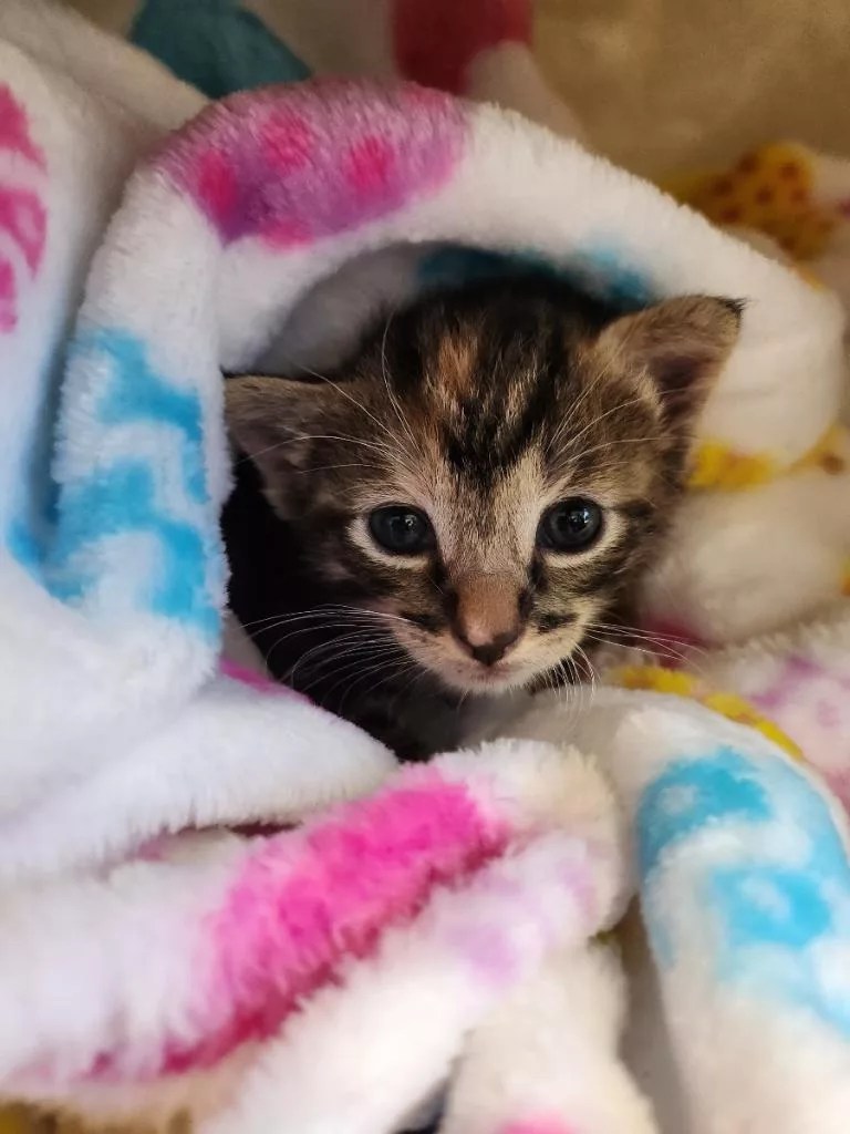 How to Create the Best Setup for Foster Kitten Care Lucky Paws Animal