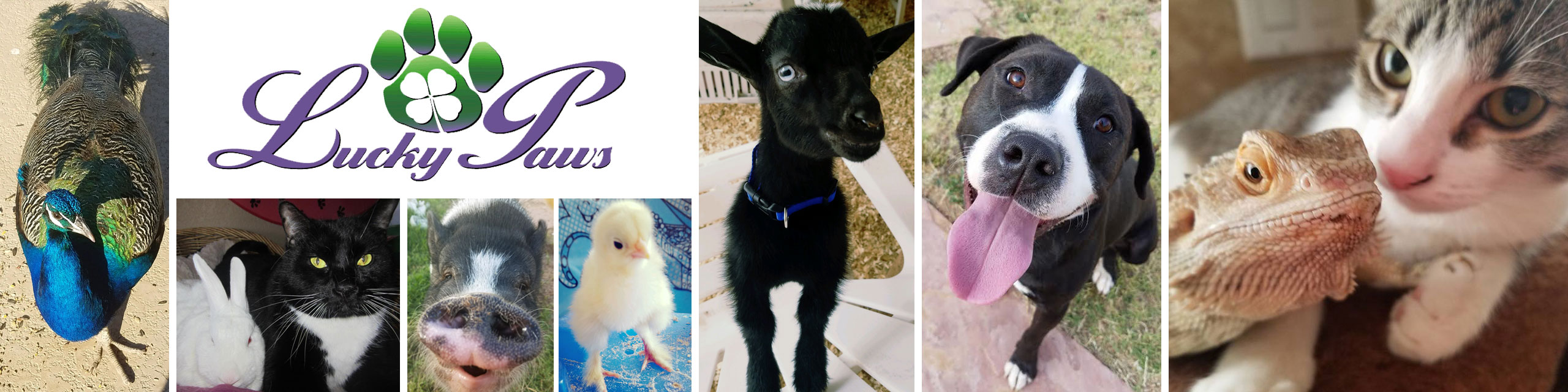 Lucky Paws Lucky Paws AZ Cage Free Animal Rescue and Sanctuary