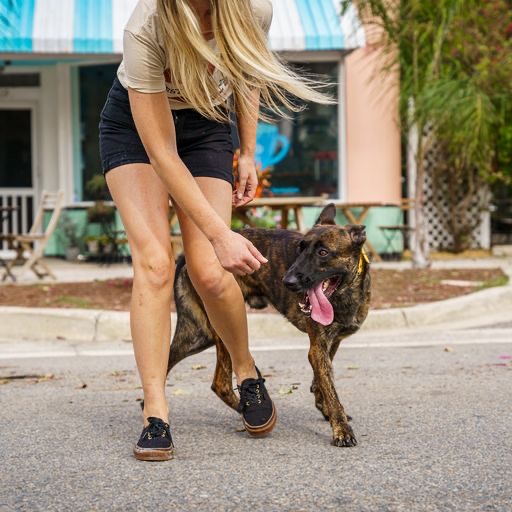 Our Programs Expert Dog Training, Jacksonville FL