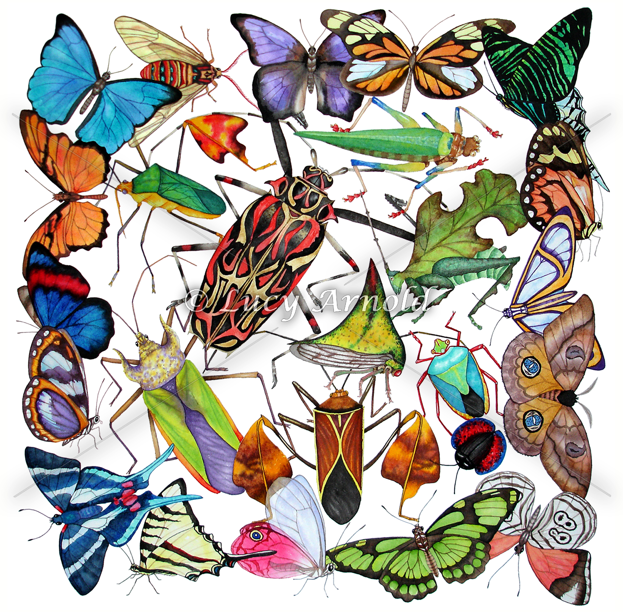 Amazon Insects Fine Art of Lucy Arnold