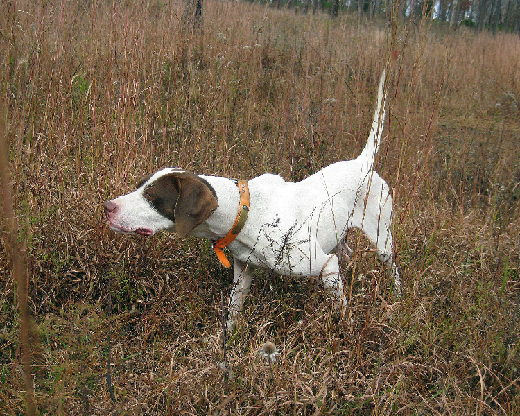 Picture 34 « Photo Gallery 1 Perfection Bird Dog Training