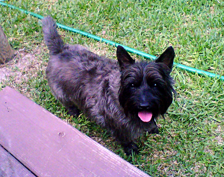 Gallery Lucy Goo Pet Sitting