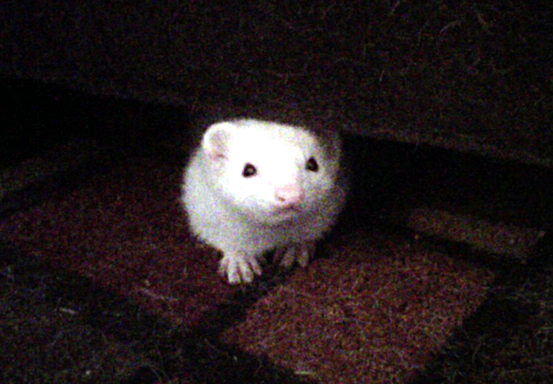 Gallery Lucy Goo Pet Sitting