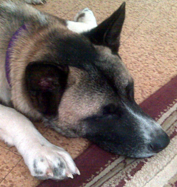 Gallery Lucy Goo Pet Sitting