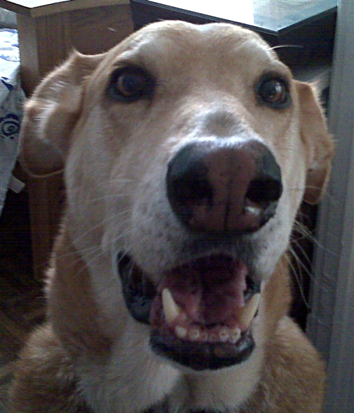 Gallery Lucy Goo Pet Sitting