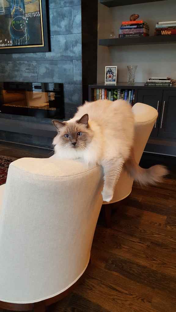 BOOK NOW Lucy Goo Pet Sitting