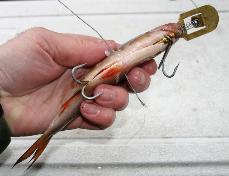 Deadbait trolling rigs LucyLures