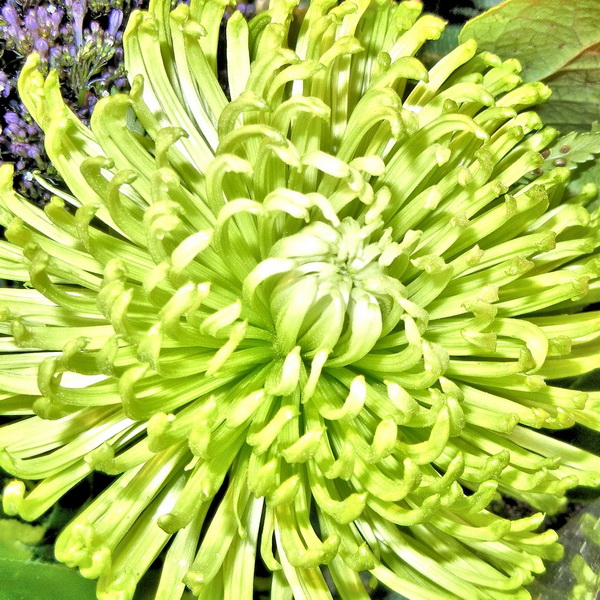 Chrysanthemum Green Luda Flower Salon