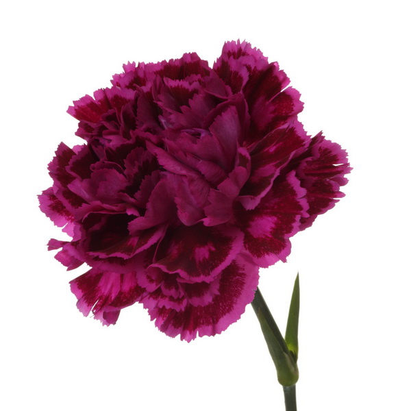 Carnation Purple Luda Flower Salon