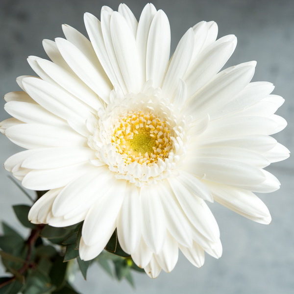 White Gerbera
