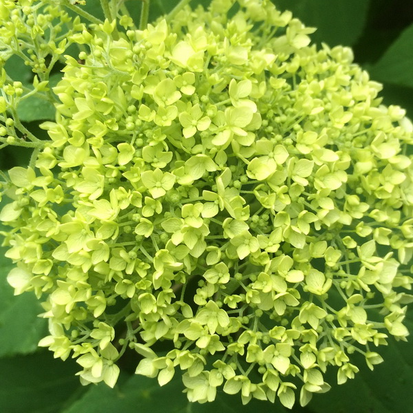 Hydrangea Green Luda Flower Salon