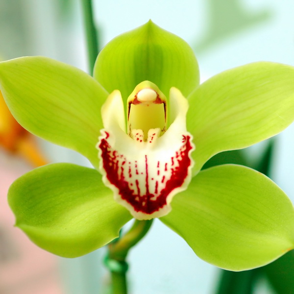 Cymbidium Orchid (per bloom) Green Luda Flower Salon