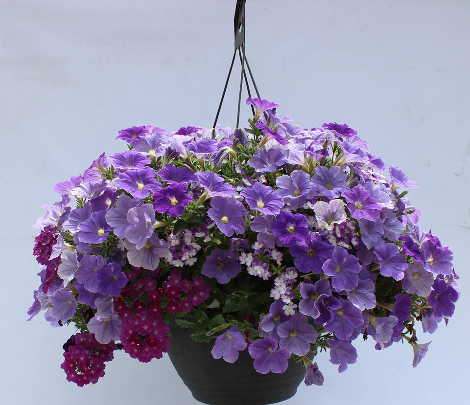 Hanging Flower Basket Fundraiser Best Flower Site