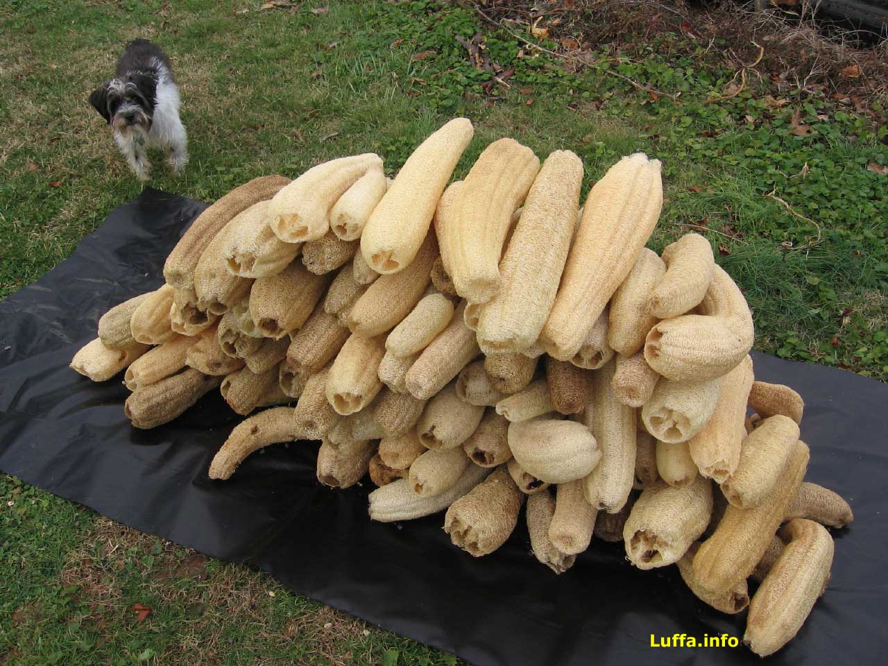 Luffa.info Luffa/Loofah/Luffah/Loofa/Loufa/Luff Sponge Gourd Blog