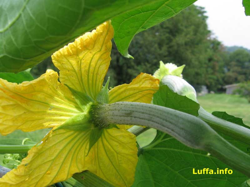 Luffa.info Luffa/Loofah/Luffah/Loofa/Loufa/Luff Sponge Gourd Growing