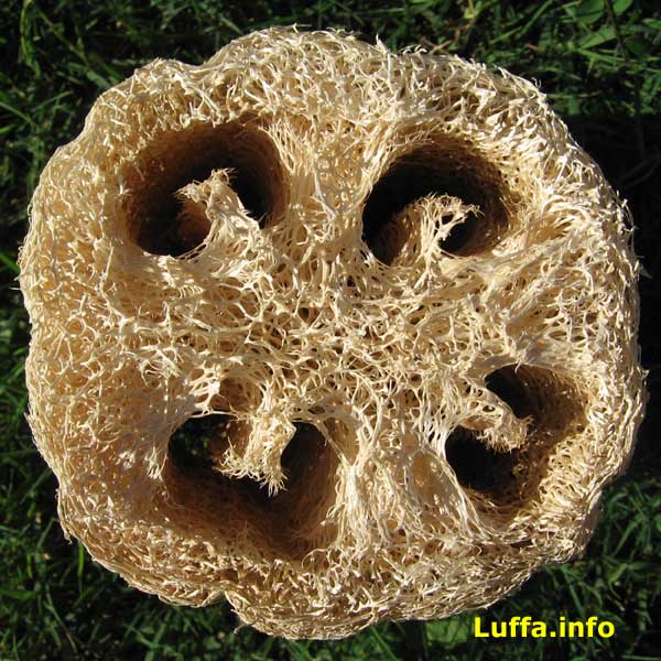 Luffa.info Luffa/Loofah/Luffah/Loofa/Loufa/Luff Sponge Gourd Growing