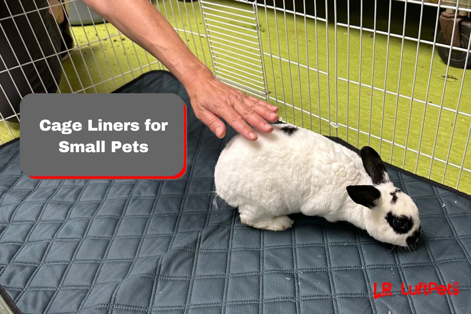 Cage Liners for Small Pets Beyond Guinea Pigs LUFTPETS