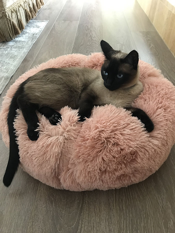 Camas para Gatos Luísa Alexandra