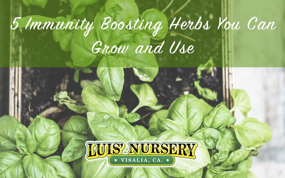 News Archives Luis' Nursery Visalia, California