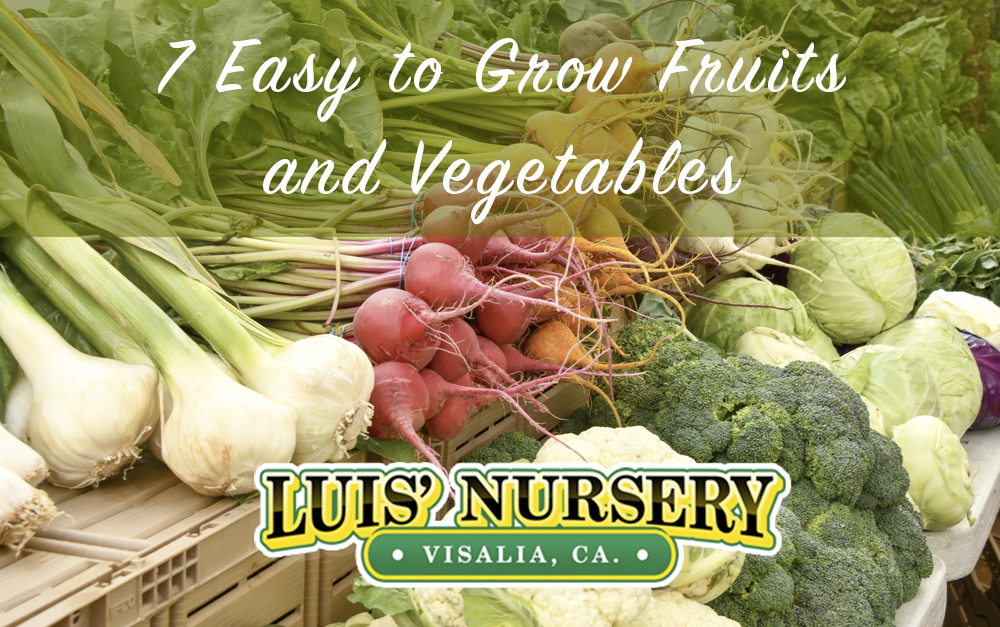 7 Easy to Grow Fruits and Vegetables Luis' Nursery Visalia, California