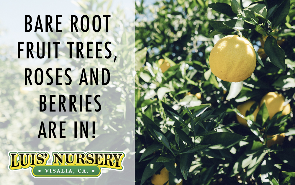 Bare root fruit trees, roses and berries are in! Luis' Nursery