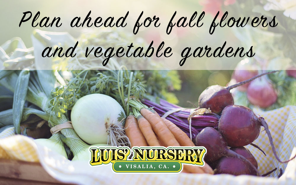 fall flowers Archives Luis' Nursery Visalia, California