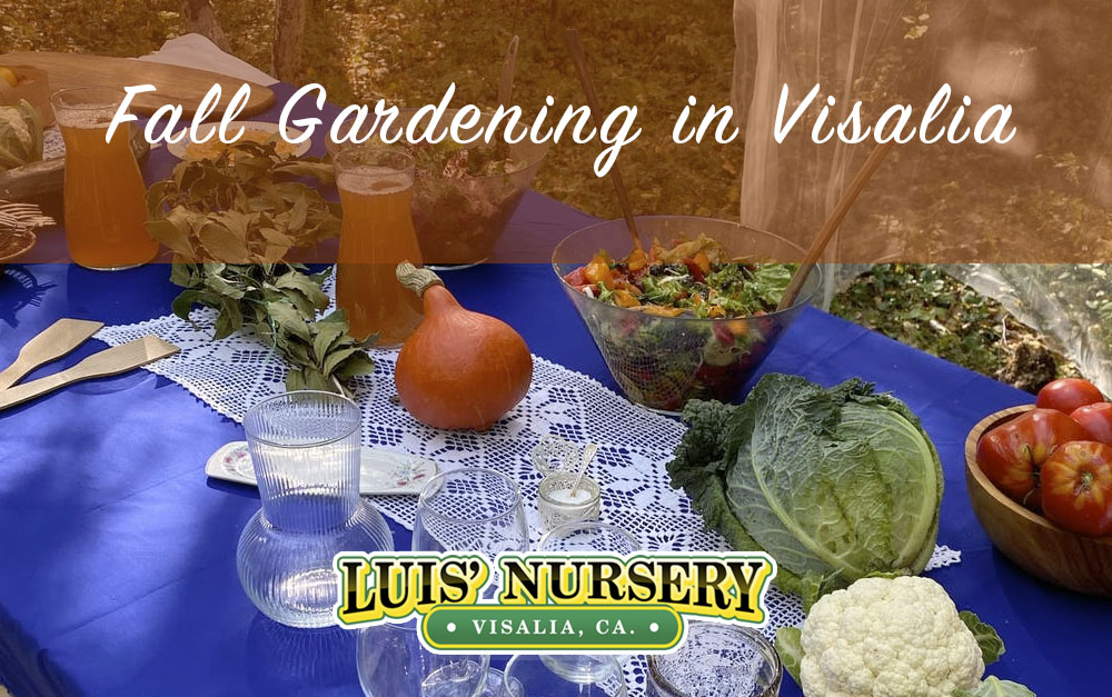 Fall Gardening in Visalia Luis Nursery Visalia Visalia Nurseries