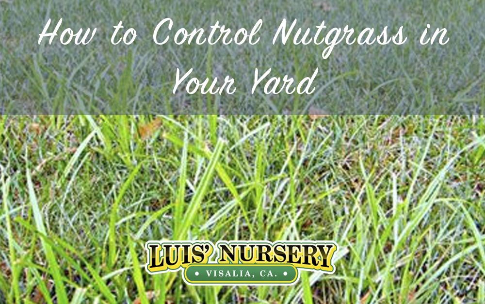How to Control Nutgrass in Your Yard Luis' Nursery Visalia, California