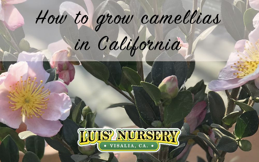 How to grow camellias in California Luis' Nursery Visalia, California