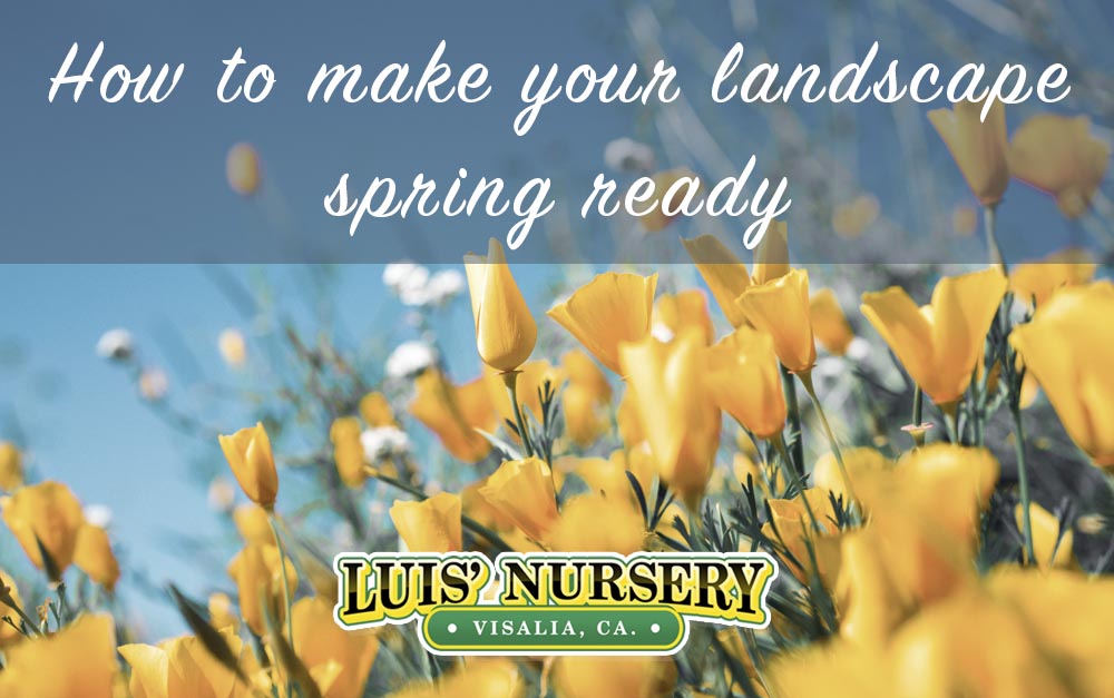 How to make your landscape spring ready Luis' Nursery Visalia, California