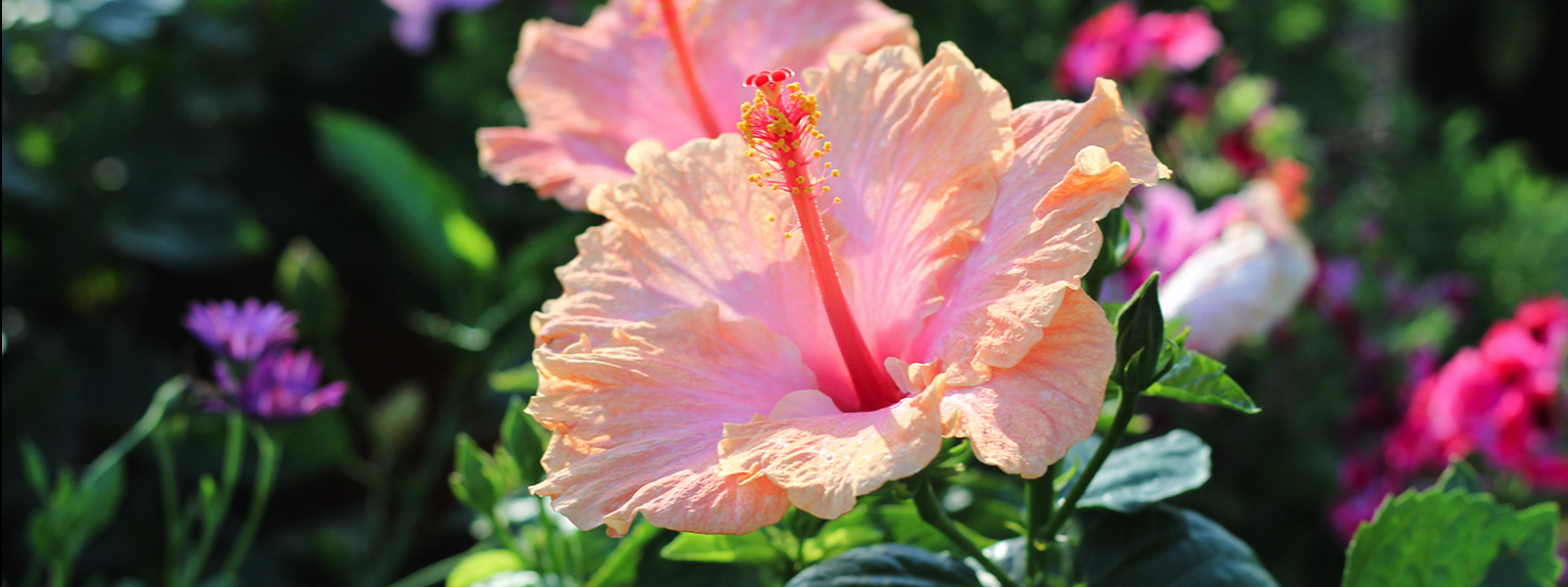 Nurseries in Visalia Luis' Nursery Garden plants Nursery near me