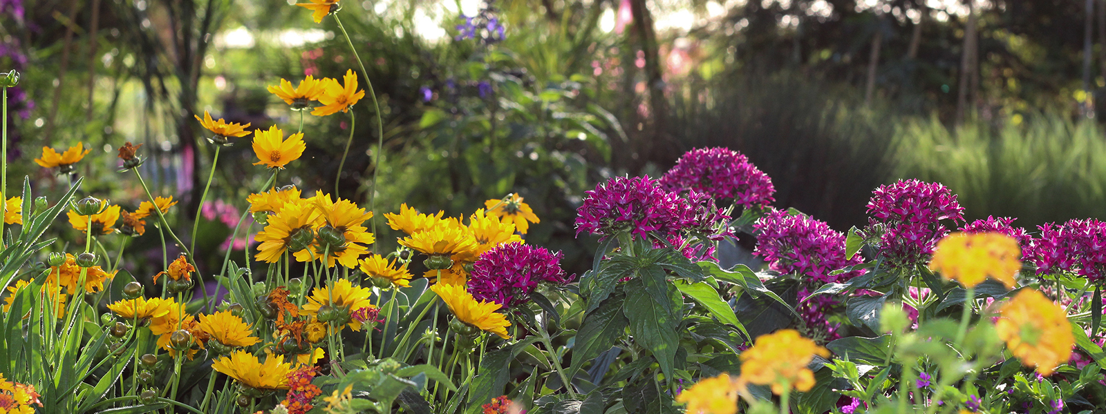 Nurseries in Visalia Luis' Nursery Garden plants Nursery near me