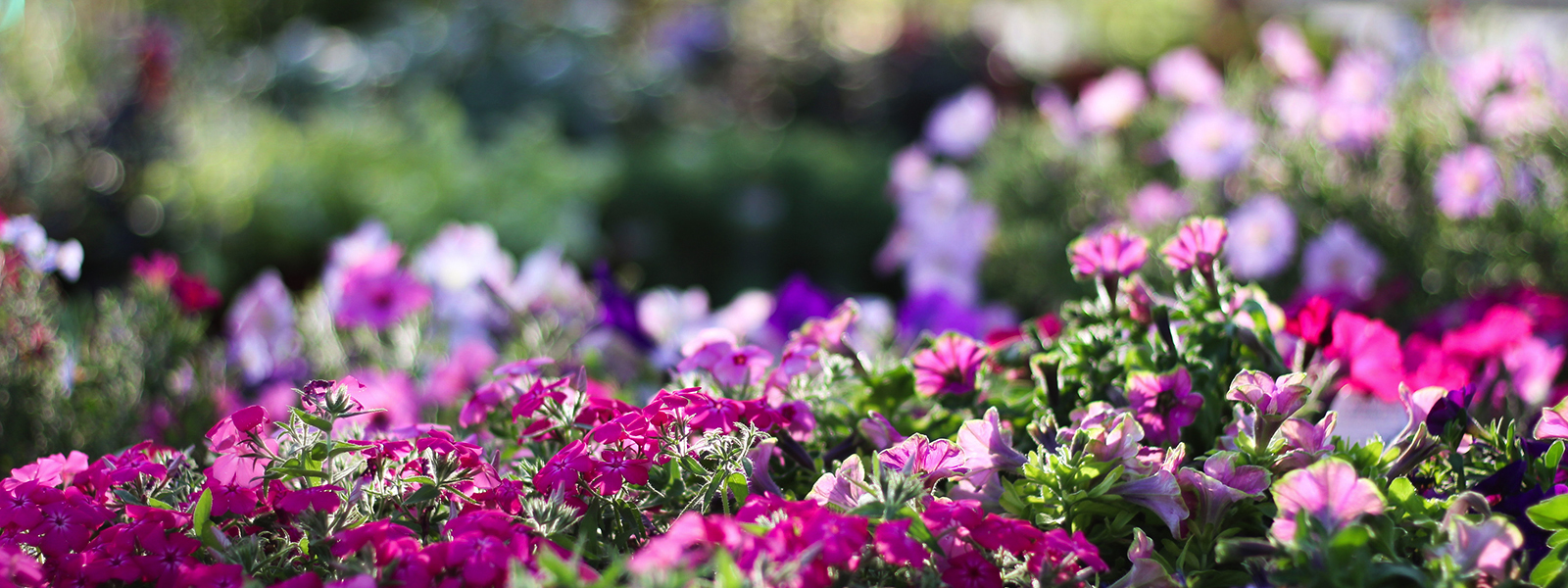 Nurseries in Visalia Luis' Nursery Garden plants Nursery near me