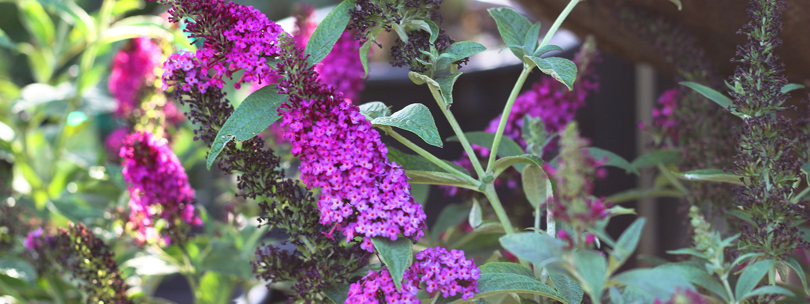 Nurseries in Visalia Luis' Nursery Garden plants Nursery near me