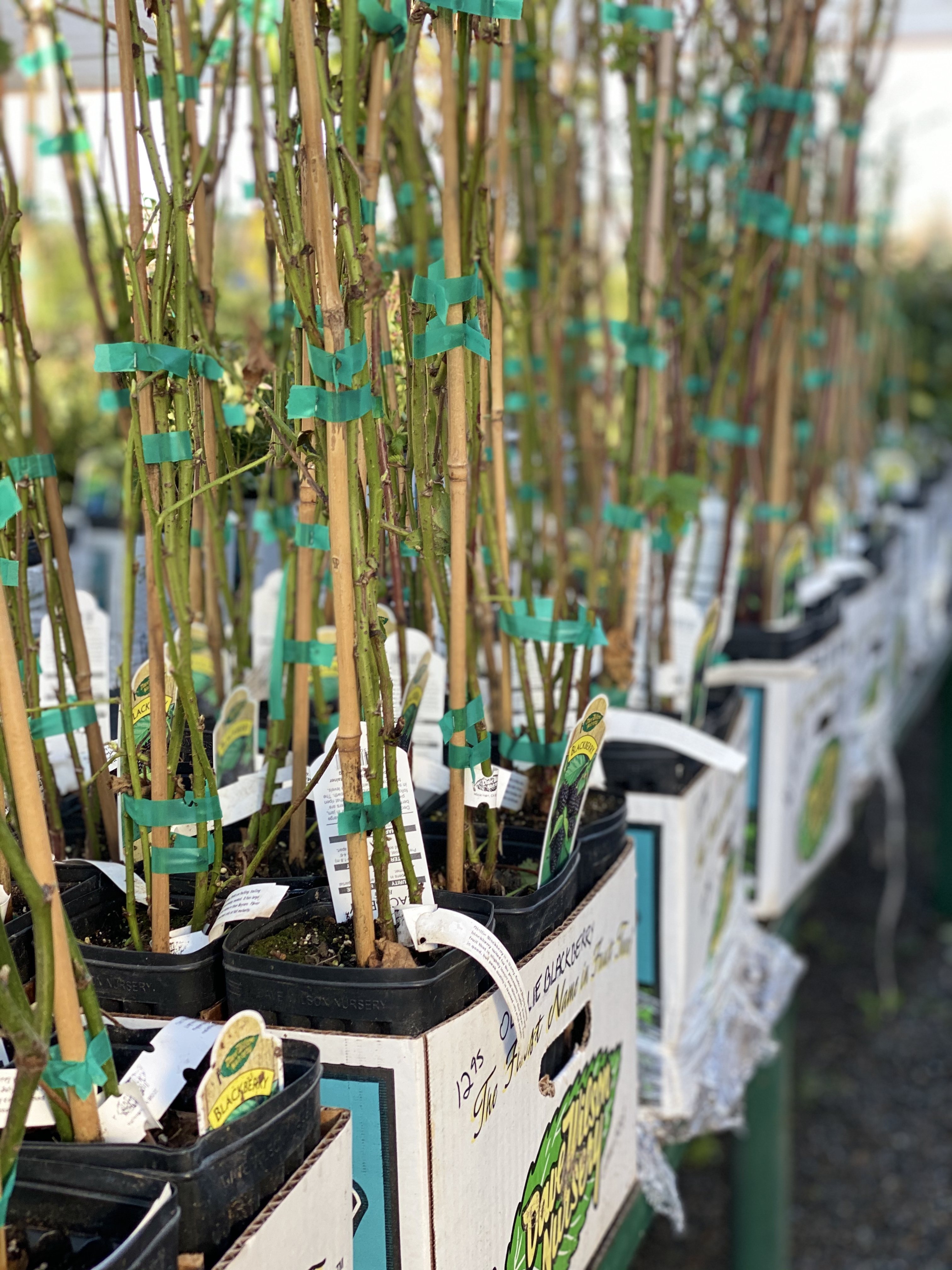 Love berries? The perfect time to start planting them is now Luis