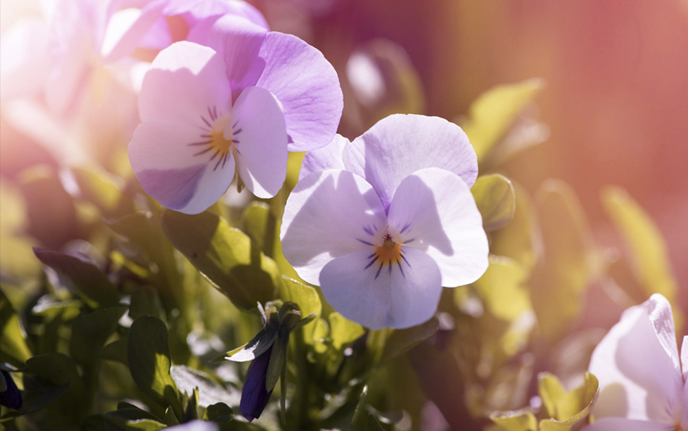 Best Time to Plant Trees Luis' Nursery Tree Experts in Visalia, CA