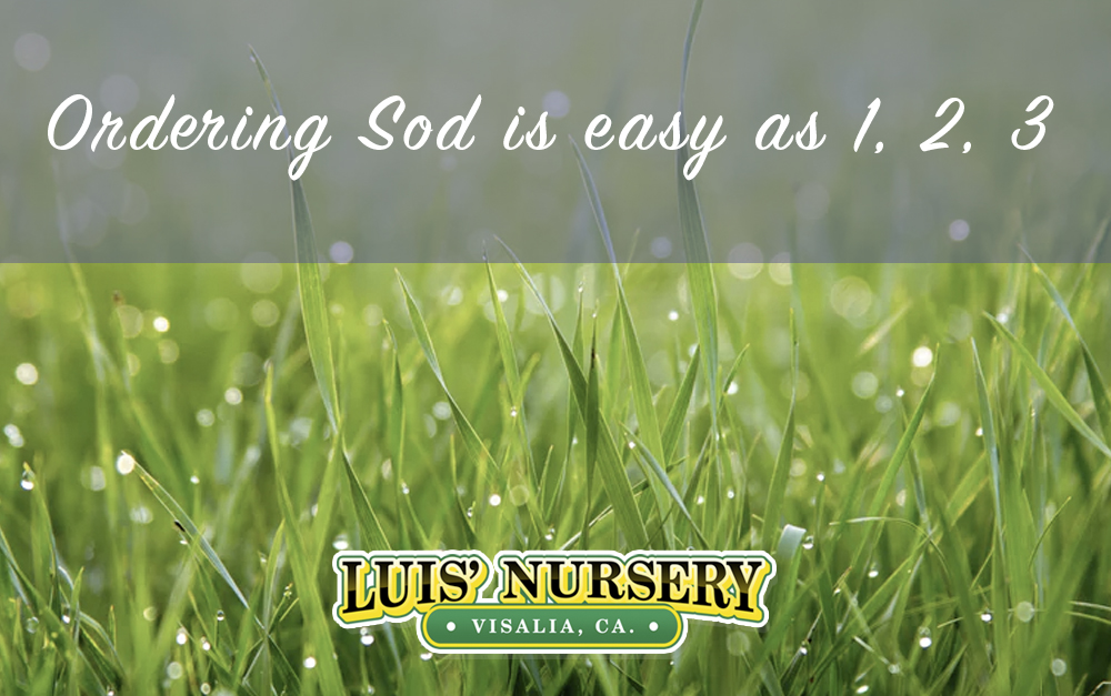 Ordering Sod is easy as 1, 2, 3 Luis' Nursery Visalia, California