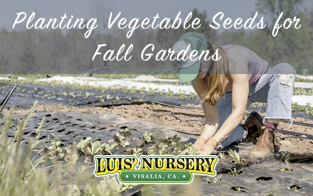 Planting Vegetable Seeds for Fall Gardens Luis' Nursery Visalia, California